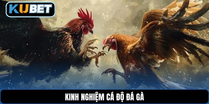 Kinh nghiệm cá độ đá gà